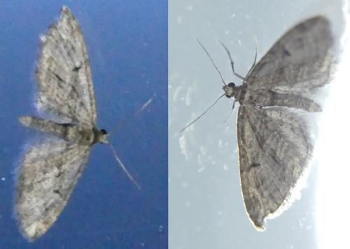 Eupithecia oxycedrata